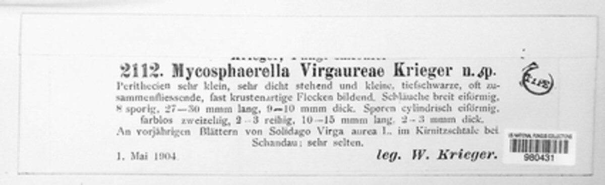 Mycosphaerella virgaureae image